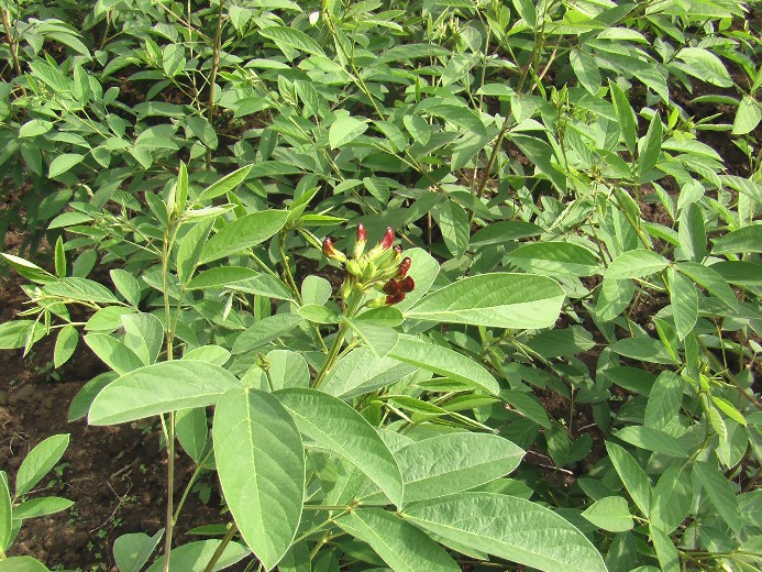 Pigeon pea seed Cajanus cajan